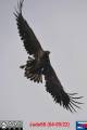 anfliegender Seeadler