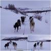 Huskytour