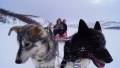 Huskytour