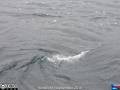 Saltstraumen