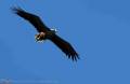 Seeadler