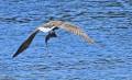 Seeadler mit Dorsch