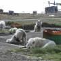 0256.qeqertarsuaq-schlittenhunde.jpg