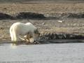 Eisbär am Walskelett