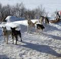 Schlittenhunde am Schneehotel